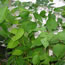 Cornus sericea Isanti